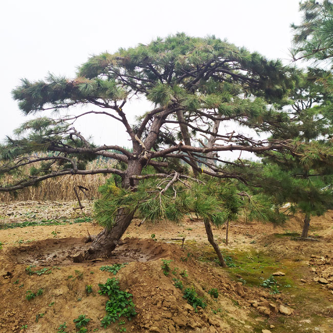 山东造型松基地,山东鼎韵园林绿化有限公司