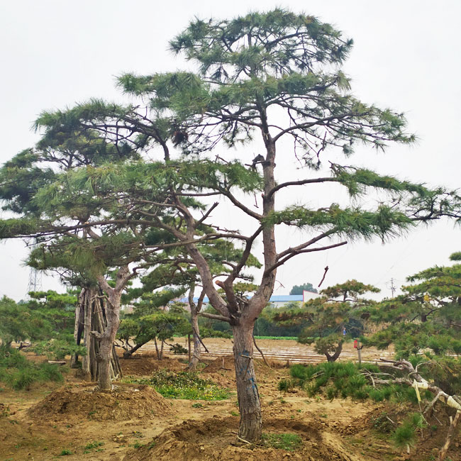 造型油松