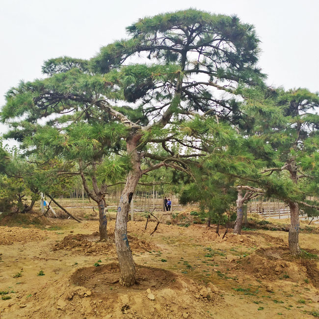 造型油松