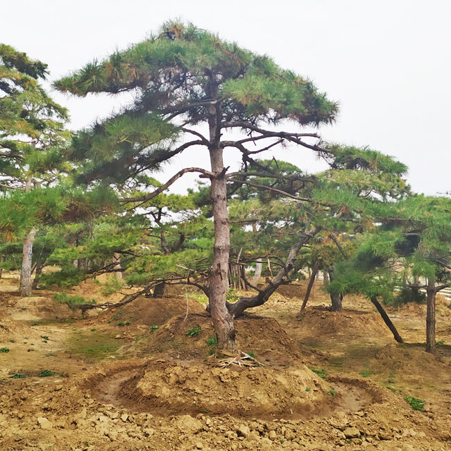 造型油松