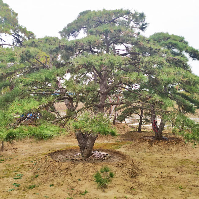 造型油松