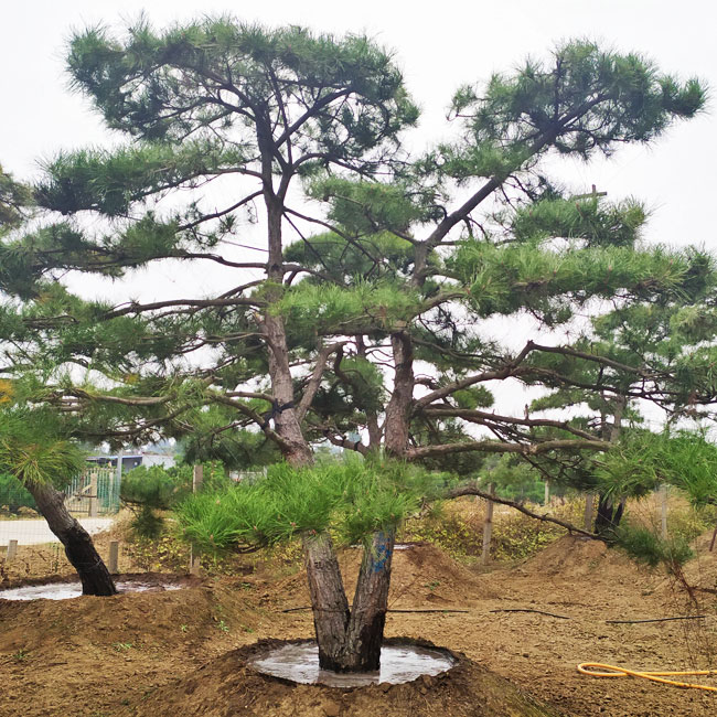 造型油松