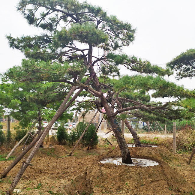 造型油松