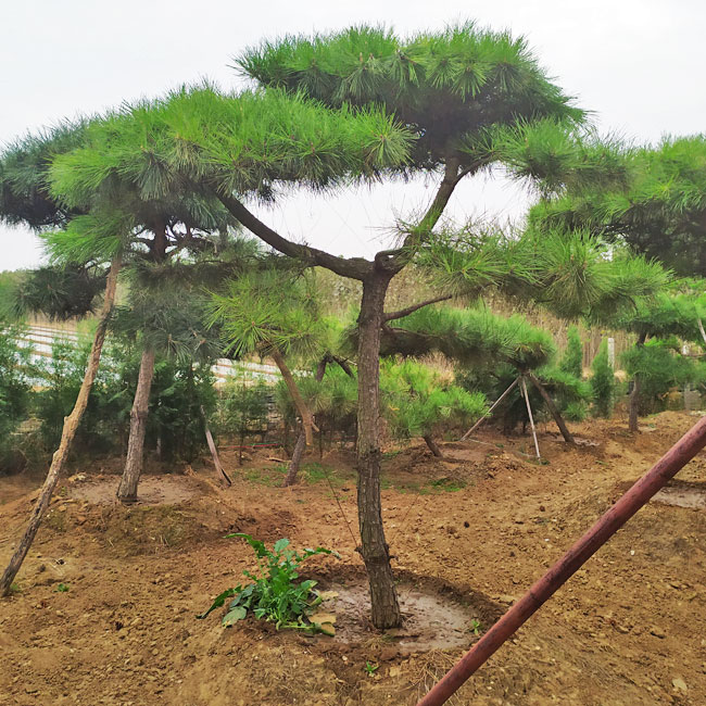 造型油松