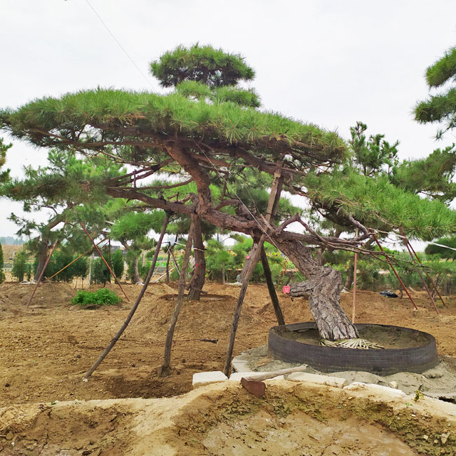 山东造型松基地,山东鼎韵园林绿化有限公司