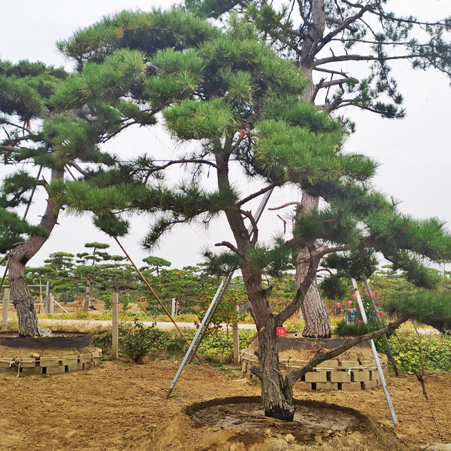 山东鼎韵园林绿化有限公司,山东造型松基地