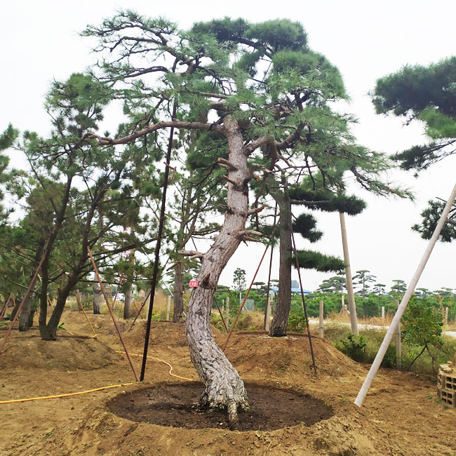 山东造型松基地