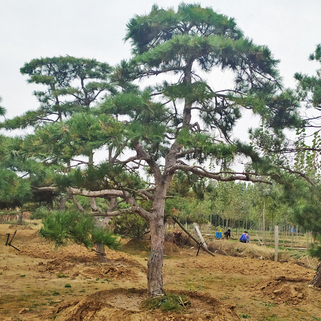 山东造型松基地,山东鼎韵园林绿化有限公司