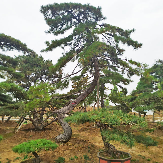 山东鼎韵园林绿化有限公司,山东造型松基地