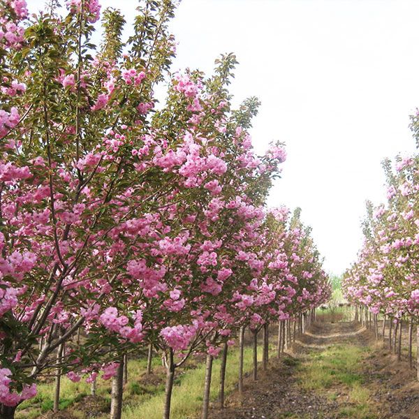 樱花树