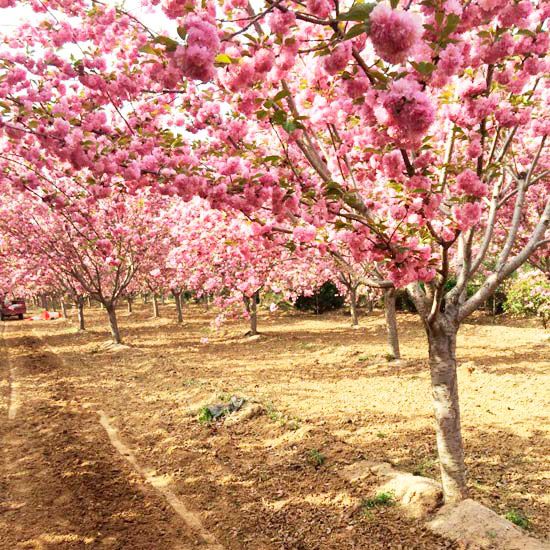 樱花树