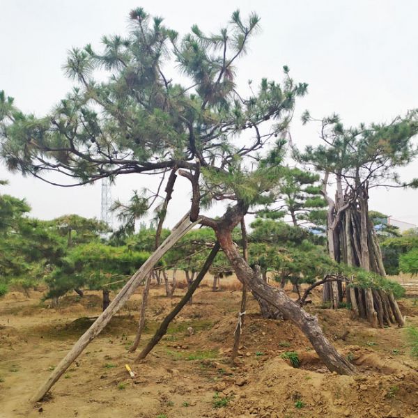 造型油松