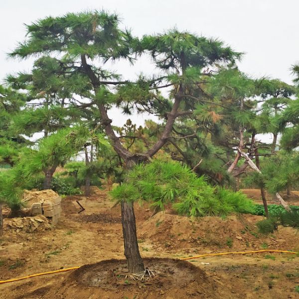 造型油松