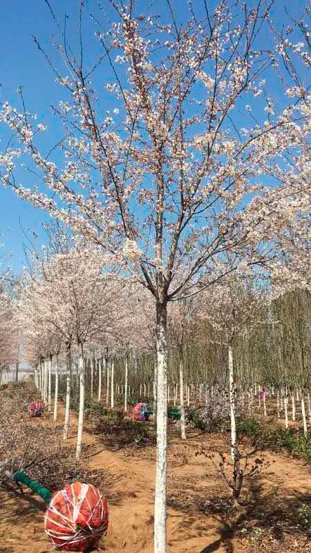 樱花树